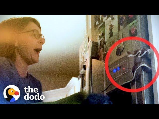 Terrified Mom Finds Snake Behind the Fridge | The Dodo