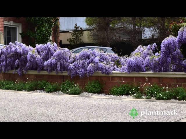 Wisteria sinensis (Chinese Wisteria) at Plantmark Wholesale Nurseries