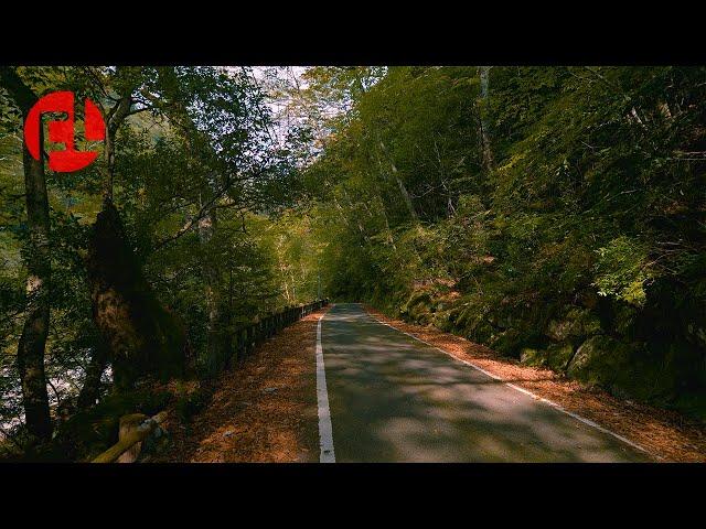 [4K] Experience Autumn in Japan (Omogo Gorge, Ehime Prefecture)