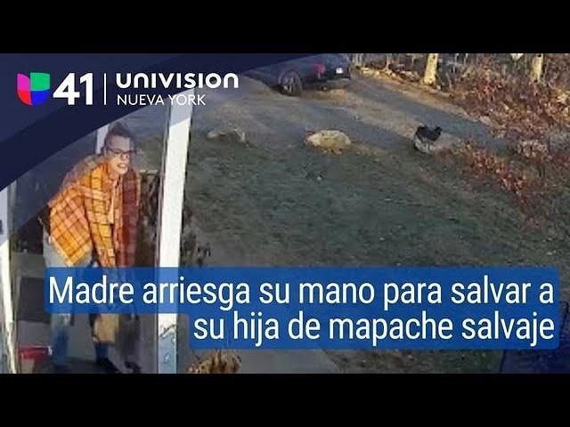 Madre arriesga su mano por defender a su hija de un mapache en CT