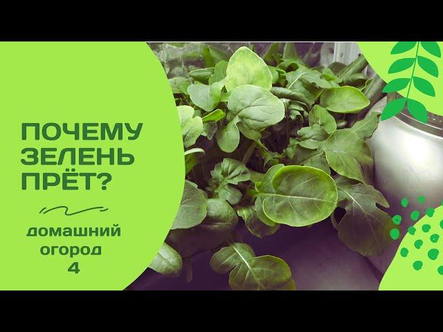 Руккола и шпинат растут как на дрожжах! В чем их тайна?