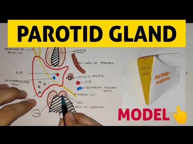 Parotid Gland - 1 | External Features & Capsule of Parotid