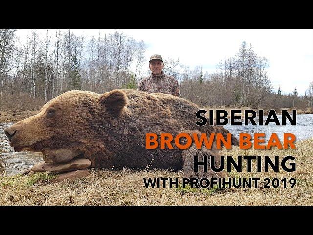 SIBERIAN BROWN BEAR HUNTING WITH PROFIHUNT 2019