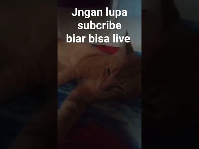 kucing oneng