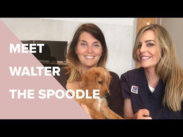 All Things 'Oodle' with Walter The Spoodle / Dr Kate Adams Bondi Vet