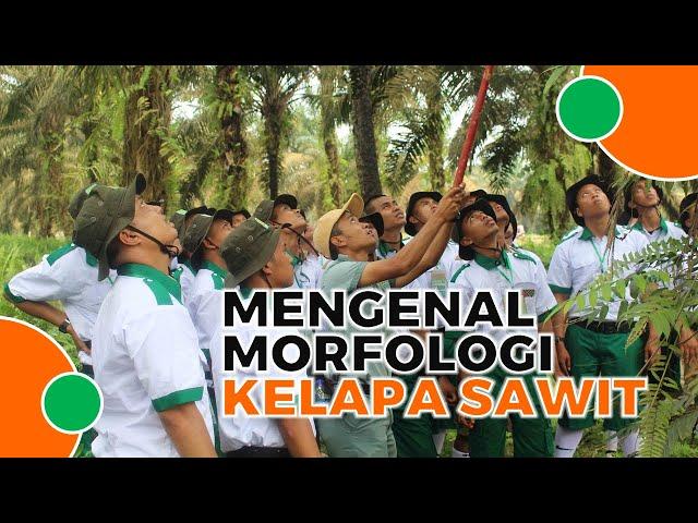 Mari Mengenal Morfologi Kelapa Sawit !