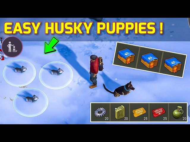 I Got 3 Husky Puppies Easily ! Last Day On Earth Survival