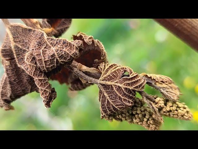 Весенние/майские заморозки 2024. Как спасти виноград? Spring/May frosts 2024. How to save grapes?