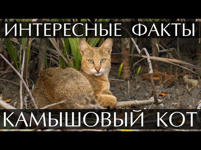 Камышовый кот - интересные факты