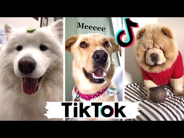 TIK TOKS That Make You Go AAWWW  ~ Funny Dogs of TikTok Compilation ~ Cutest Puppies!