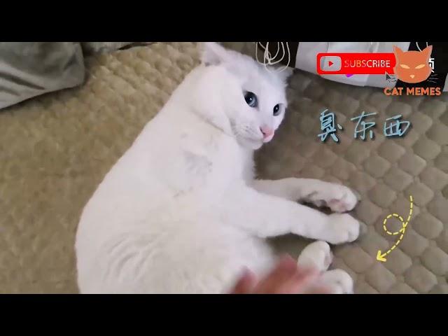 cute cats, funny cat, cute cat videos, #cat #cutecat #short V   98 R