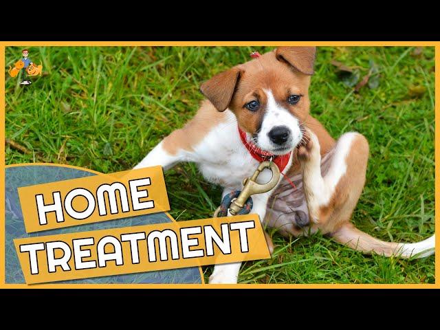 Dog Skin Allergy Home Remedies - Cure their Itch!