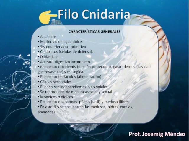 Filo Cnidaria