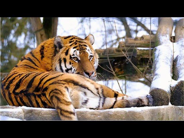 The Bengal Tiger (Panthera Tigris Tigris) #natural #tiger #india