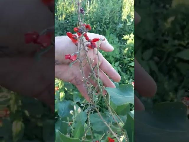 How to hand pollinate beans if there are no bees around.