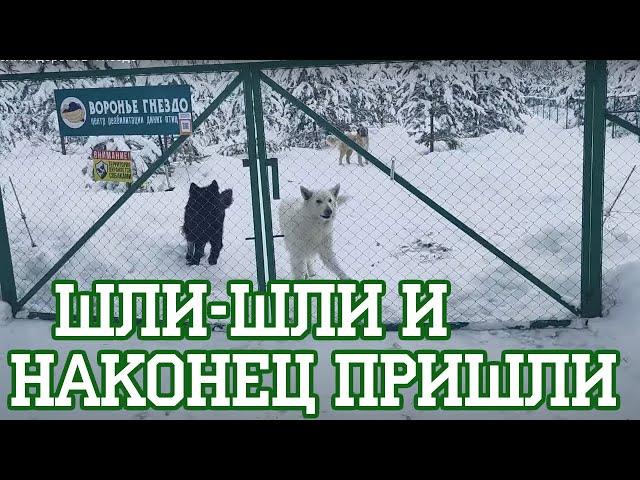 Долгая дорога в "Гнездо"