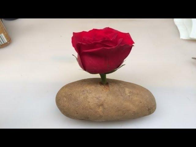 Put A Rose Cutting In A Potato And Watch It GROW!!!