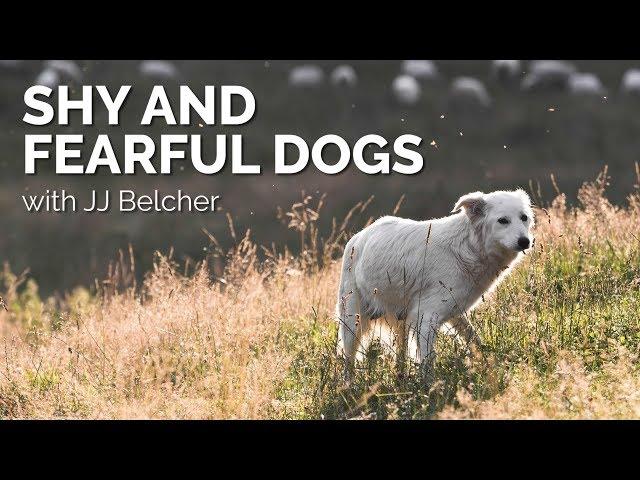 Shy and Fearful Dogs with JJ Belcher