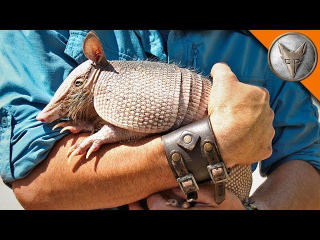 Armadillo Mealtime!