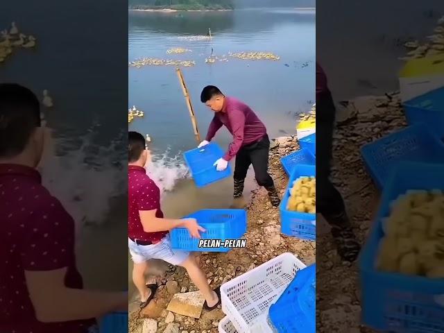 Anak Bebek Dilepas Ke Kolam Pembesaran #peternakan #pertanian #tisp #trikpintar #fyi #viral #reels