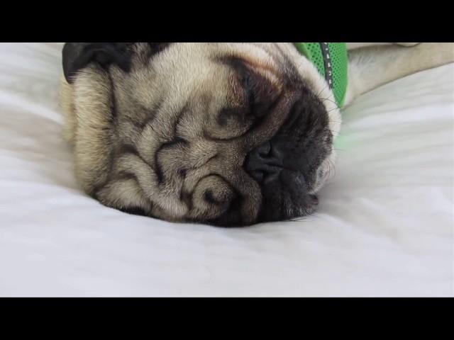 СМЕШНЫЕ МОПСЫ \  FUNNY PUGS