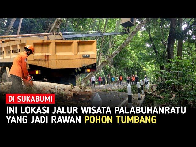 Tebang Pohon Rawan Tumbang di Jalur Wisata Palabuhanratu-Cisolok Sukabumi