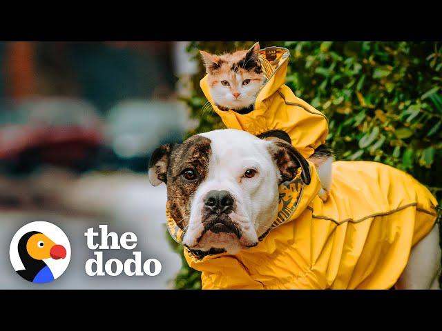 This Little Kitten Cannot Miss Out On An Adventure With Her Pittie Brother | The Dodo Odd Couples