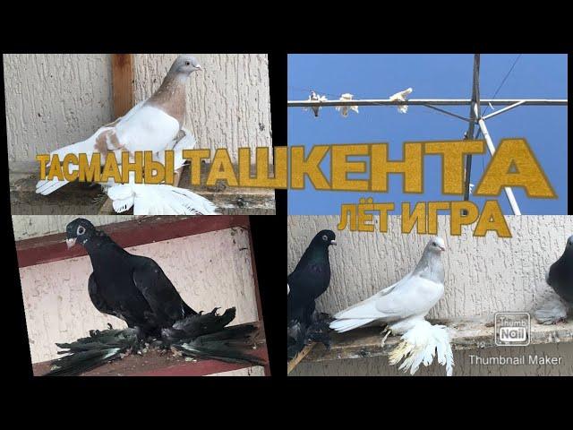 ГОЛУБИ ТАСМАНЫ Д.ДИЛШОД 3)ЧАСТЬ  PIGEONS 2021