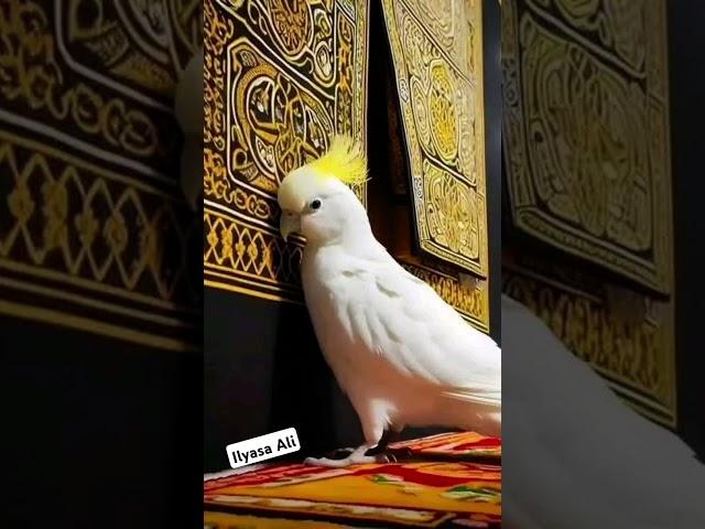 Burung Kaka Tua mencium kiswah Kakbah