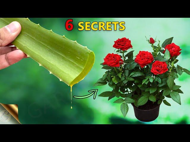 REVEALING 6 SECRETS OF ALOE VERA FOR YOUR GARDEN | USES OF ALOE VERA IN GARDENING