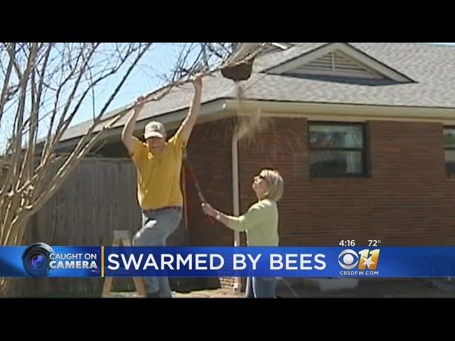 Bee Hives Falls On Woman's Head