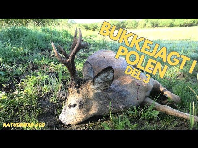 BUKKEJAGT I POLEN - DEL 3 - SIKKE EN AFSLUTNING // NATURNØRD 602