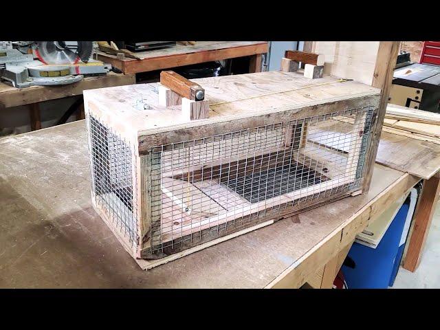 SIMPLE, EASY DIY Live Animal Trap!