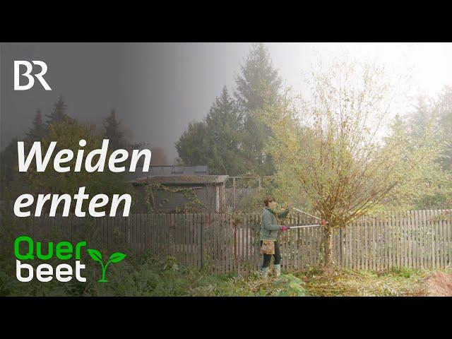 Weiden ernten - Tipps von Sabrina