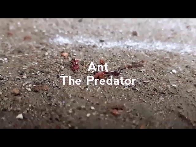 Mini Documentary of Ant predation behaviour... #natgeo