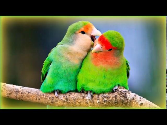  Lovebirds' Sounds - 1 Hour-YRP29Jd_zaU