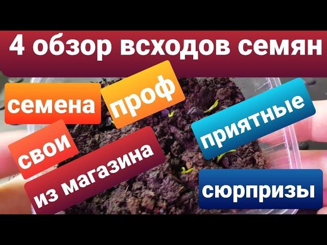 4 обзор всходов проф семян, семян из магазина и своих семян/Пикировка всходов