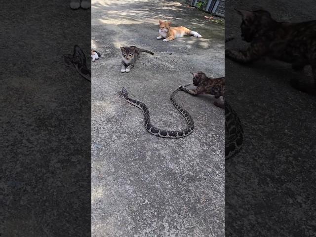 Cats and snakes meet #Kediler ve yılanlar buluşuyor #Gatos e cobras encontram-se