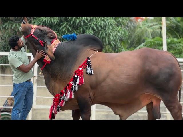 Muscular Red Brahman Bull with @biggestcowinbangladesh