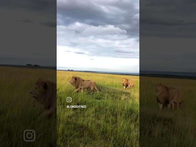 the sankai boys on patrol in the mara