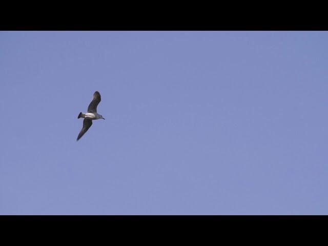 Bird Flying In Blue Sky - Free Stock Footage / No Copyright