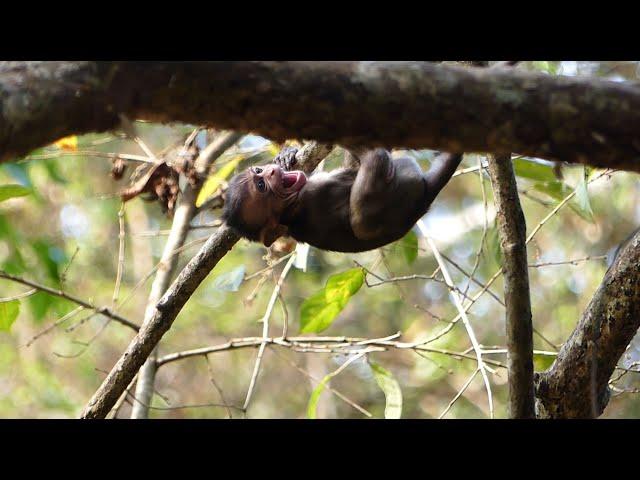 What Wrong Monkey Vero Why Yelling Alone At The Top Branch Like This?