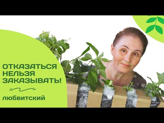 Садовод в шоке. Посылка застряла, саженцы страдают...