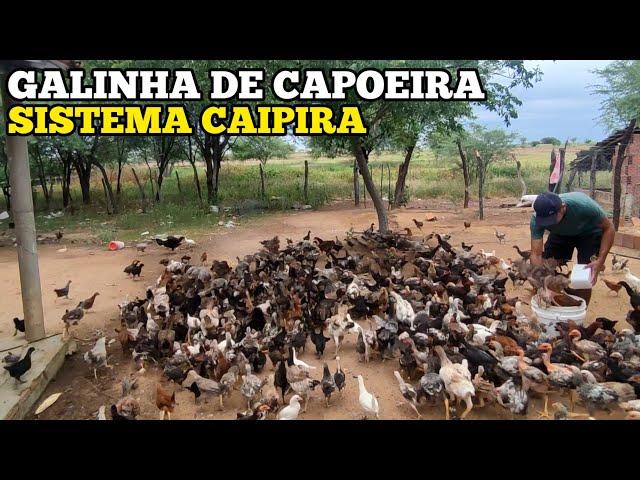 GALINHA DE CAPOEIRA - SISTEMA CAIPIRA