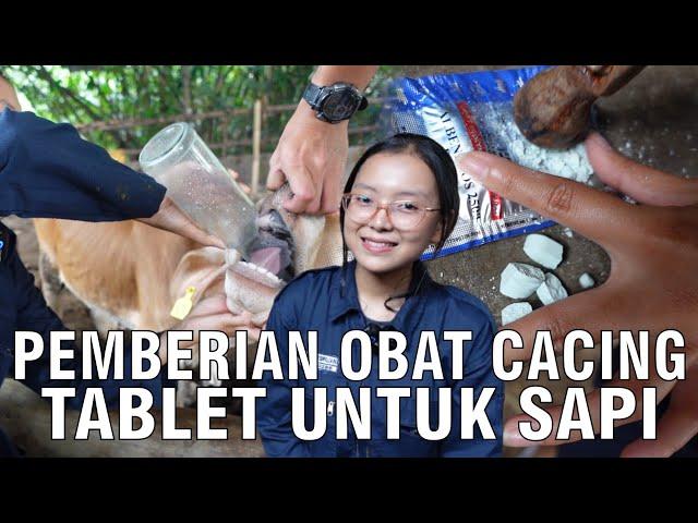 Cara Memberikan Obat Cacing Sapi Mudah & Praktis