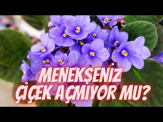 “Menekşelerim Çiçek Açmıyor” Diyorsanız İşte Çözümü! (Menekşe Bakımı ve Çiçek Açtırma)