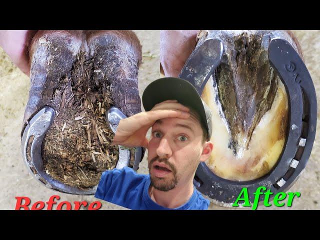 Restoring a neglected horse hoof, SO MUCH TO TAKE OFF -- SATISFYING - ASMR