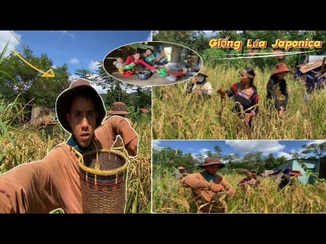 Giống Lúa Japonica Của Mẹ - Ngày Công việc Của Gia Đình || Japonica rice variety || Y PEP 81