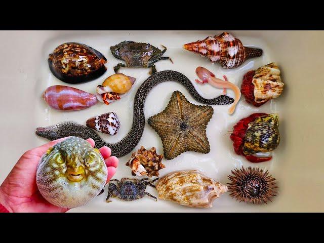 Catch puffer fish and hermit crabs, snails, conch, eels, crab, sea fish, salamander fish, betta fish