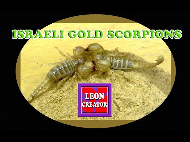 ISRAELI GOLD SCORPIONS (Scorpio maurus)!!! - with Leon Hills - LEON CREATOR